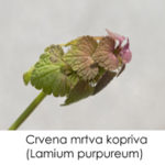 Crvena mrtva kopriva (Lamium purpureum)