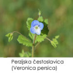 Perzijska čestoslavica (Veronica persica)